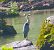 Airone cenerino (Ardea cinerea) © Angelo Pasqua