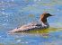 Smergo maggiore (Mergus merganser) © Angelo Pasqua