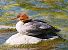 Smergo maggiore (Mergus merganser) © Angelo Pasqua