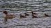 Common Merganser (Mergus merganser) © Angelo Pasqua