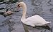 Mute Swan (Cygnus olor) © Angelo Pasqua