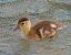 Red-crested Pochard (Netta rufina) © Angelo Pasqua