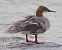 Common Merganser (Mergus merganser) © Angelo Pasqua