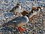 Smergo maggiore (Mergus merganser) © Angelo Pasqua