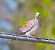 Tortora selvatica (Streptopelia turtur) © Angelo Pasqua