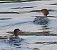 Smergo maggiore (Mergus merganser) © Angelo Pasqua