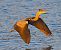 Airone cenerino (Ardea cinerea) © Angelo Pasqua