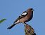 Eurasian Chaffinch (Fringilla coelebs) © Angelo Pasqua