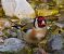 Cardellino (Carduelis carduelis) © Angelo Pasqua