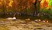 Smergo maggiore (Mergus merganser) © Angelo Pasqua