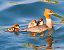 Common Merganser (Mergus merganser) © Angelo Pasqua