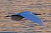 Garzetta (Egretta garzetta) © Angelo Pasqua
