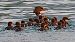 Smergo maggiore (Mergus merganser) © Angelo Pasqua