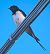 Barn Swallow (Hirundo rustica) © Angelo Pasqua