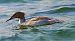 Common Merganser (Mergus merganser) © Angelo Pasqua