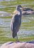 Airone cenerino (Ardea cinerea) © Angelo Pasqua