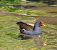 Common Moorhen (Gallinula chloropus) © Angelo Pasqua