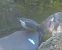 White-throated Dipper (Cinclus cinclus) © Angelo Pasqua