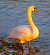 Cigno reale (Cygnus olor) © Angelo Pasqua