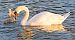 Cigno reale (Cygnus olor) © Angelo Pasqua