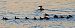 Smergo maggiore (Mergus merganser) © Angelo Pasqua