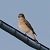 Pigliamosche (Muscicapa striata) © Angelo Pasqua