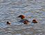 Smergo maggiore (Mergus merganser) © Angelo Pasqua