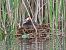 Svasso maggiore (Podiceps cristatus) © Roberto Boscaini