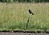 Corvo comune (Corvus frugilegus) © Luigi Gennari