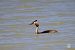 Svasso maggiore (Podiceps cristatus) © Luigi Barraco