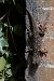 Geco comune (Tarentola mauritanica) © Gaspare Adinolfi
