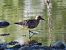 Piovanello maggiore (Calidris canutus) © Mirko Tomasi