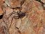 Dolichopoda sp.  - Mirko Tomasi