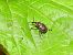 Rhynchites auratus © Mirko Tomasi