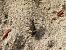 Cicindela hybrida © Mirko Tomasi