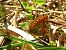 Silberfleck-Perlmutterfalter (Veilchen-Perlmutterfalter) (Boloria euphrosyne) © Mirko Tomasi