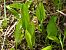 Ophioglossum vulgatum © Mirko Tomasi