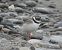Corriere grosso (Charadrius hiaticula) © Enrico Carta
