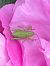 Tettigonia viridissima © Maria Rita Gelso
