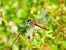 Sympetrum fonscolombei © Maria Rita Gelso