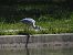 Airone cenerino (Ardea cinerea) © Maria Rita Gelso