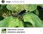 Calopteryx splendens © Maria Rita Gelso
