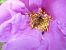 Apis mellifera © Maria Rita Gelso