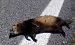 Polecat (Mustela putorius) © Roberto Papi