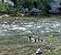 Smergo maggiore (Mergus merganser) © Clara Tattoni
