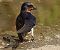 Rondine (Hirundo rustica) © Roberto Zanella
