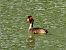 Svasso maggiore (Podiceps cristatus) © Roberto Zanella