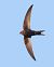 Rondone comune (Apus apus) © Horand Maier