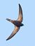 Rondone comune (Apus apus) © Horand Maier