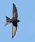 Rondone comune (Apus apus) © Horand Maier